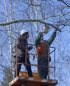 Arborists cutting branches of a tree with chainsaw using truck-mounted lift.. Stock Photos
