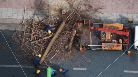 Arborists cutting felled tree with chainsaws top view Video stock 338000096