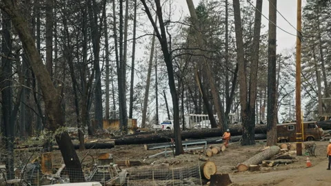 Arborists felling a burnt tree in a devastated forest after a fire Vídeos de archivo 332961513