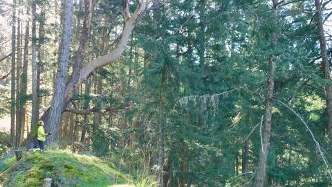 Arborists at work - man on ground adjust rope connecting ground to tree Stock Footage 314124802