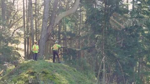 Arborists at work - man on ground tosses rope to man in tree Stock-Footage 314124288