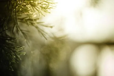 Arborvitae branch close up  Stock Photos