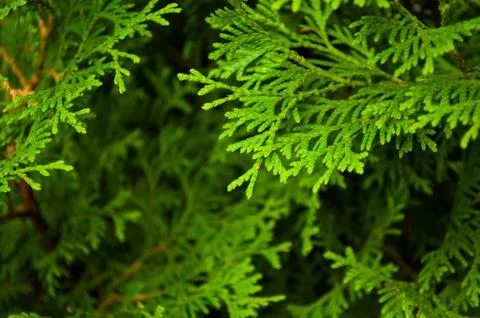 Arborvitae branches close-up Stock Photos
