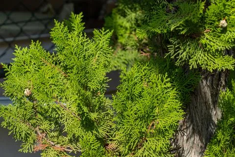 Arborvitae Bush Close-Up with Brown Trunk Stock Photos