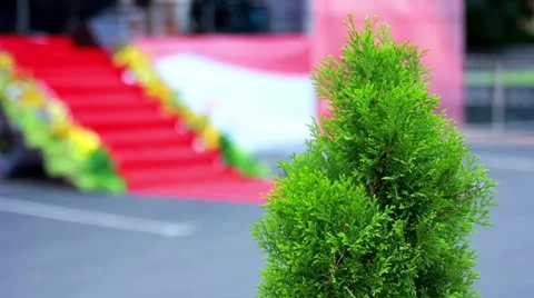 Arborvitae 스톡 동영상 11974194