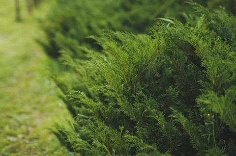 Arborvitae Korean undersized thickets 1507. 写真素材