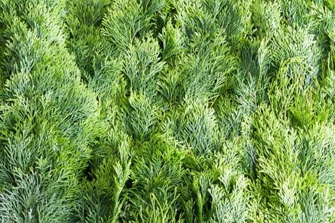 Arborvitae leaves background Stock Photos