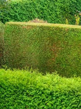 Arborvitae as a privacy Foto stock