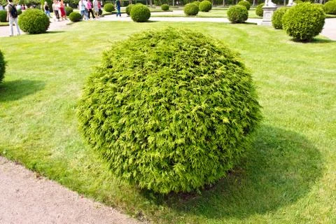Arborvitae round bush Stock Photos