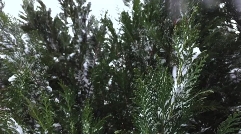 Arborvitae Snowfall in Slow Motion Stock Footage 68908476