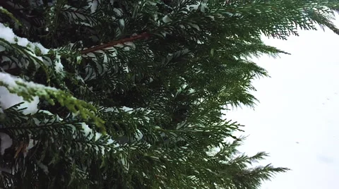 Arborvitae Snowfall in Slow Motion Video stock 68908658