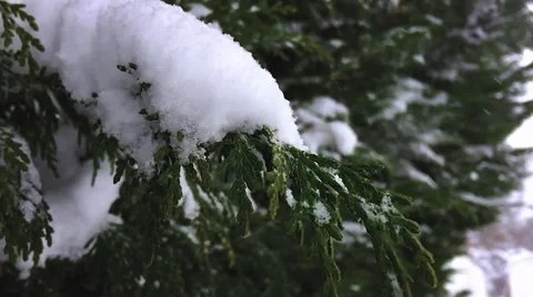 Arborvitae Snowfall in Slow Motion Stock Footage 68939418