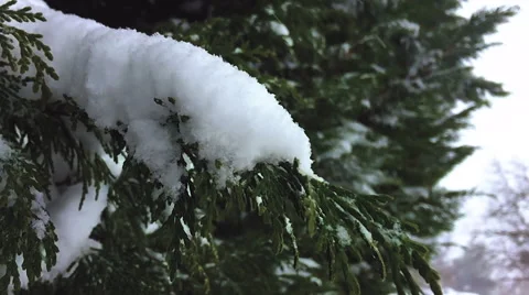 Arborvitae Snowfall in Slow Motion Stock Footage 68939583
