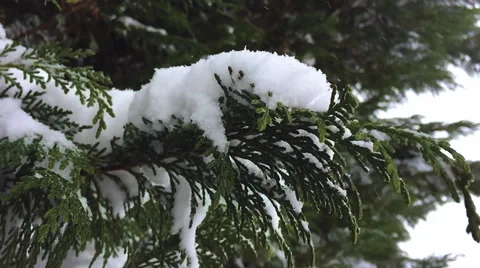 Arborvitae Snowfall in Slow Motion Stock Footage 68939602