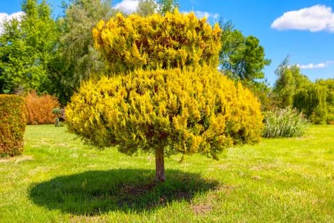 Arborvitae Tree in the park Stock Photos
