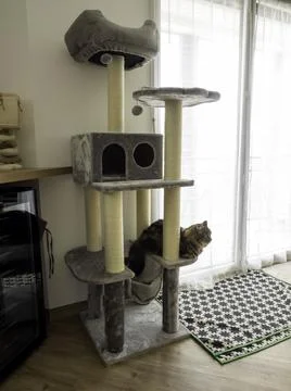 Arbre a chat dans un appartement Stock Photos