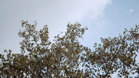 Arbre devant le ciel parisien Stockbeeldmateriaal 101385322