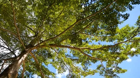 Arbre Stock Footage 210145450