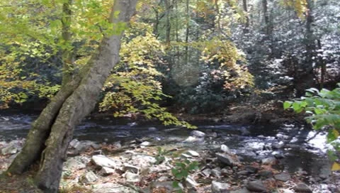 Arbuckle creek Stock Footage 8852971
