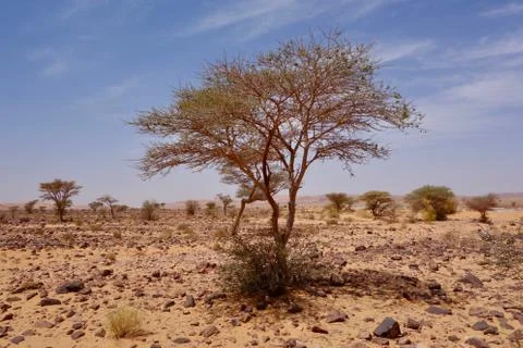 Arbuste 库存照片