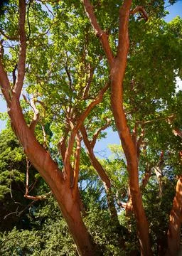 The Arbutus andrachne tree Stock Photos