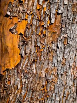 Arbutus bark Stock Photos