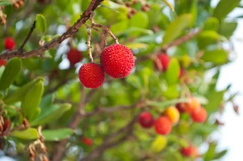 Arbutus fruit in tree Stock Photos