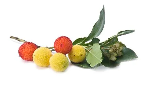 Arbutus. Stock Photos