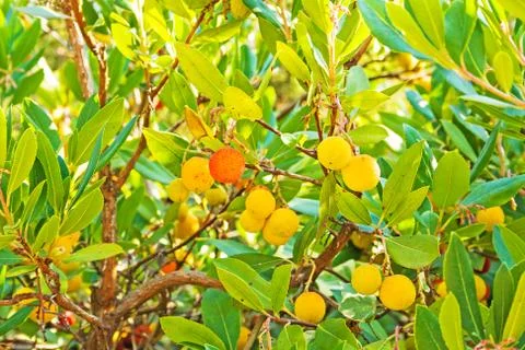 Arbutus Stock Photos