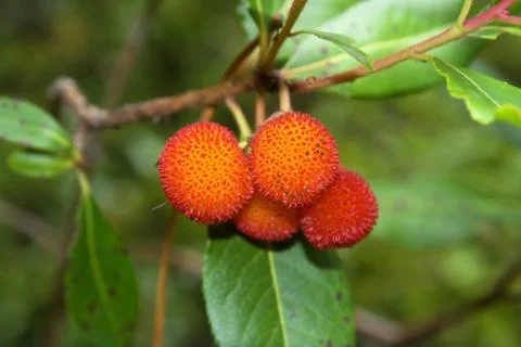 Arbutus Fotos de archivo