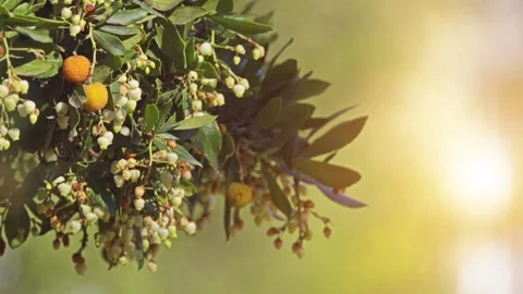 Arbutus unedo, strawberry tree Stock Footage 87849776