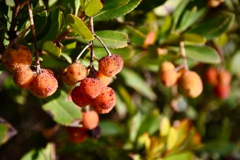 Arbutus unedo tree Stock Photos