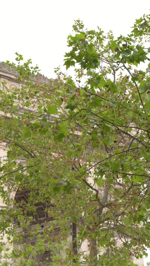 Arc de Triomphe Monument Behind Green Tree Leaves in Paris 스톡 동영상 342231341