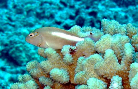 Arc-eye hawkfish Foto stock
