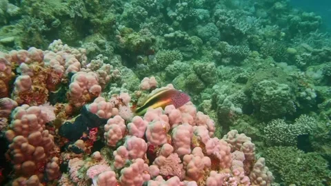 Arc-eye Hawkfish Resting on Coral Head in Reef Environment Stock Footage 311937855