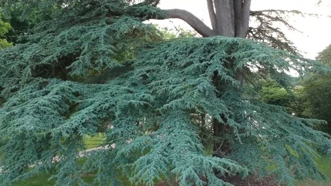 Arc shot of tree Stock Footage 114885540