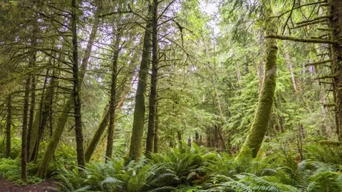 Arcata Community Forest trail scene in California, showcasing lush woodland and Stock Footage 309288989