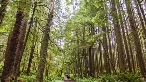 Arcata Community Forest trail scene in California, a public green space for recr Stock Footage 309290829