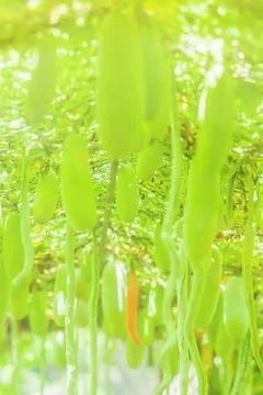 Arced with Winter melon and Snake gourd. Stock Photos