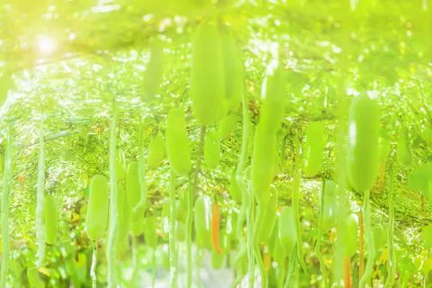 Arced with Winter melon and Snake gourd. Stock Photos