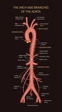 The arch and branches Stock Illustration