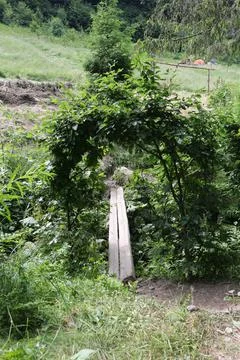 Arch of beech branches over the bridge over the stream.... arch of beech bran Stock Photos
