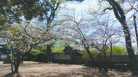 Arch of cherry blossoms framing a traditional Japanese wooden building in spring Vídeos de archivo 332182066
