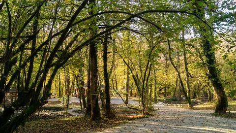 An arch created by nature from trees and shrubs Stock Photos
