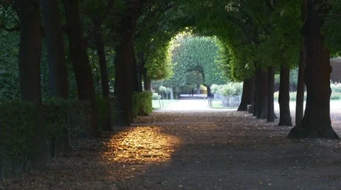 Arch of the of crones of trees Stock Footage 66764924
