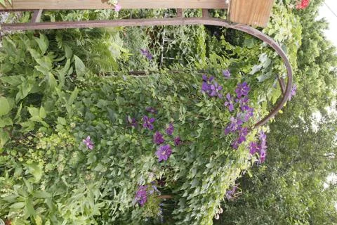 Arch with flowers Stock Photos
