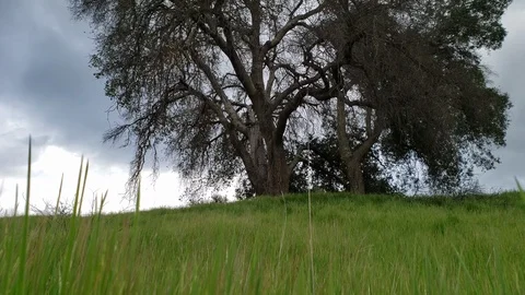 Arch form tree in Whitney canyon trail park with tall grass foreground Stockbeeldmateriaal 107203939