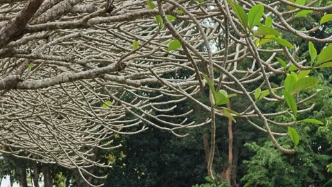 The arch of frangipani tree. Video stock 305913828