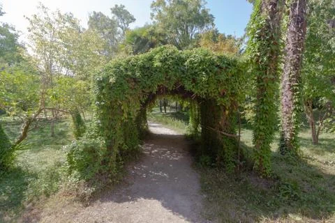 Arch of plants above the path Stock Photos