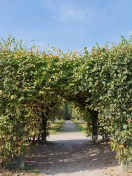 Arch of plants Stock Photos